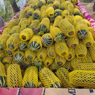 博洋甜瓜基地直销量大质优价格优惠欢迎各大老板采购