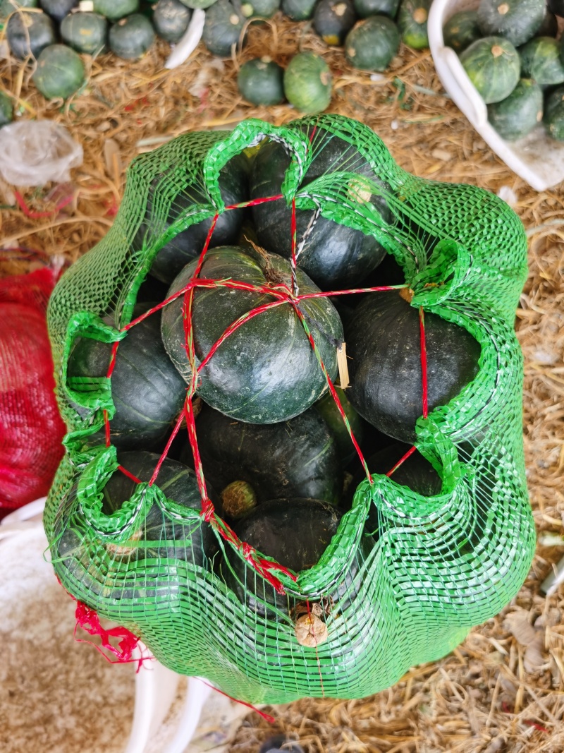 广西贝贝南瓜，新鲜摘采，供应电商代发，落地配社区团购市场