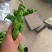 螺丝椒