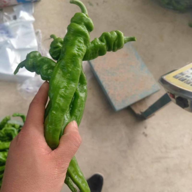 螺丝椒