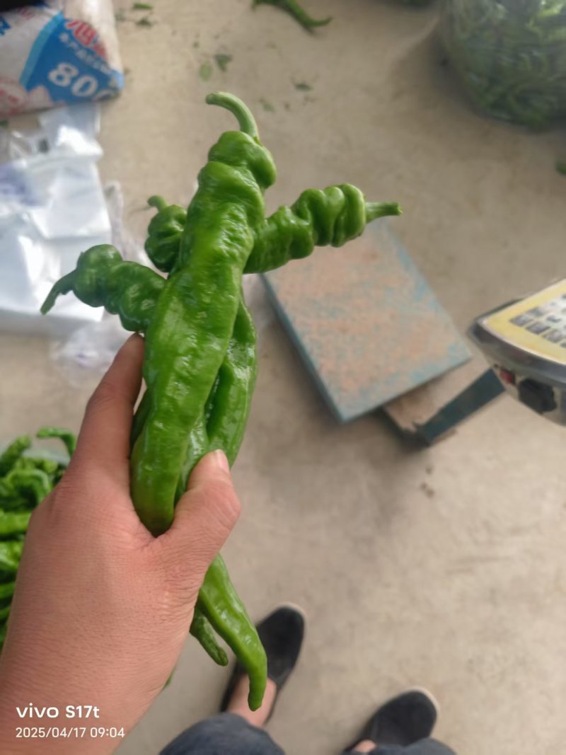 螺丝椒