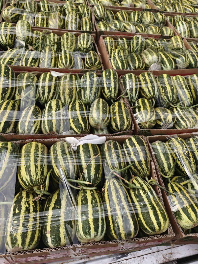 博洋九91甜瓜批发大量供货，产地直发，保质保量