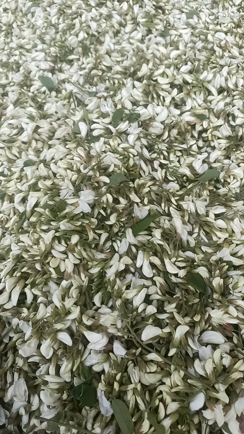 优质洋槐花