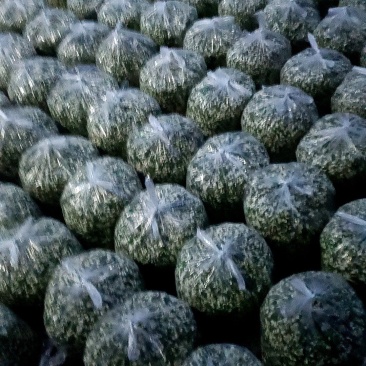 优质洋槐花