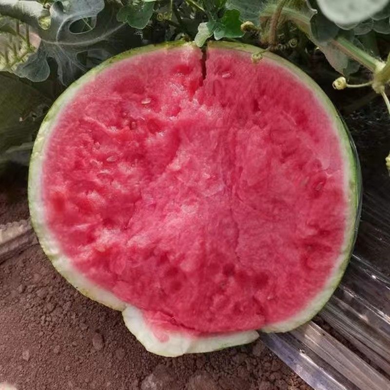 美都西瓜云南西瓜基地直发实力代办保质保量欢迎咨询