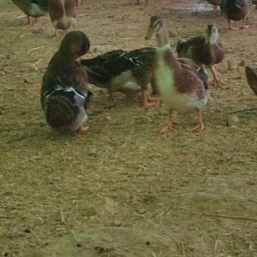 肉麻鸭