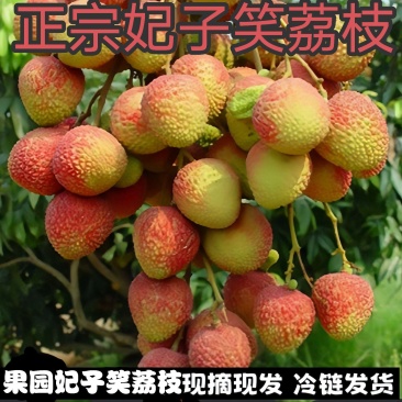 【实力】妃子笑荔枝，品种齐全，产地直发大量供电商，市场
