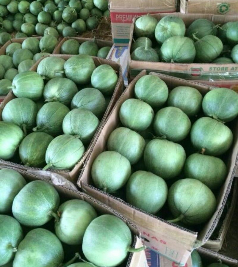头茬绿宝甜瓜/莘县甜瓜/大量上市/电商~批发~团购~商超