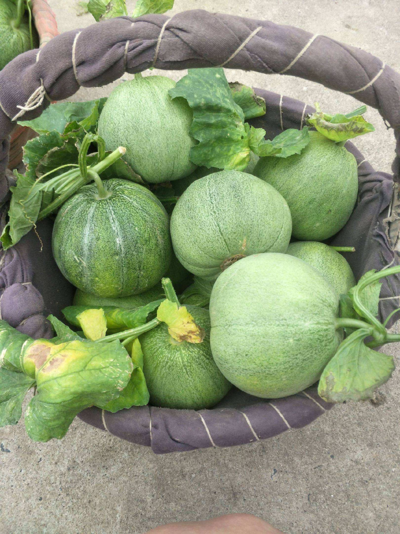 头茬绿宝甜瓜/莘县甜瓜/大量上市/电商~批发~团购~商超