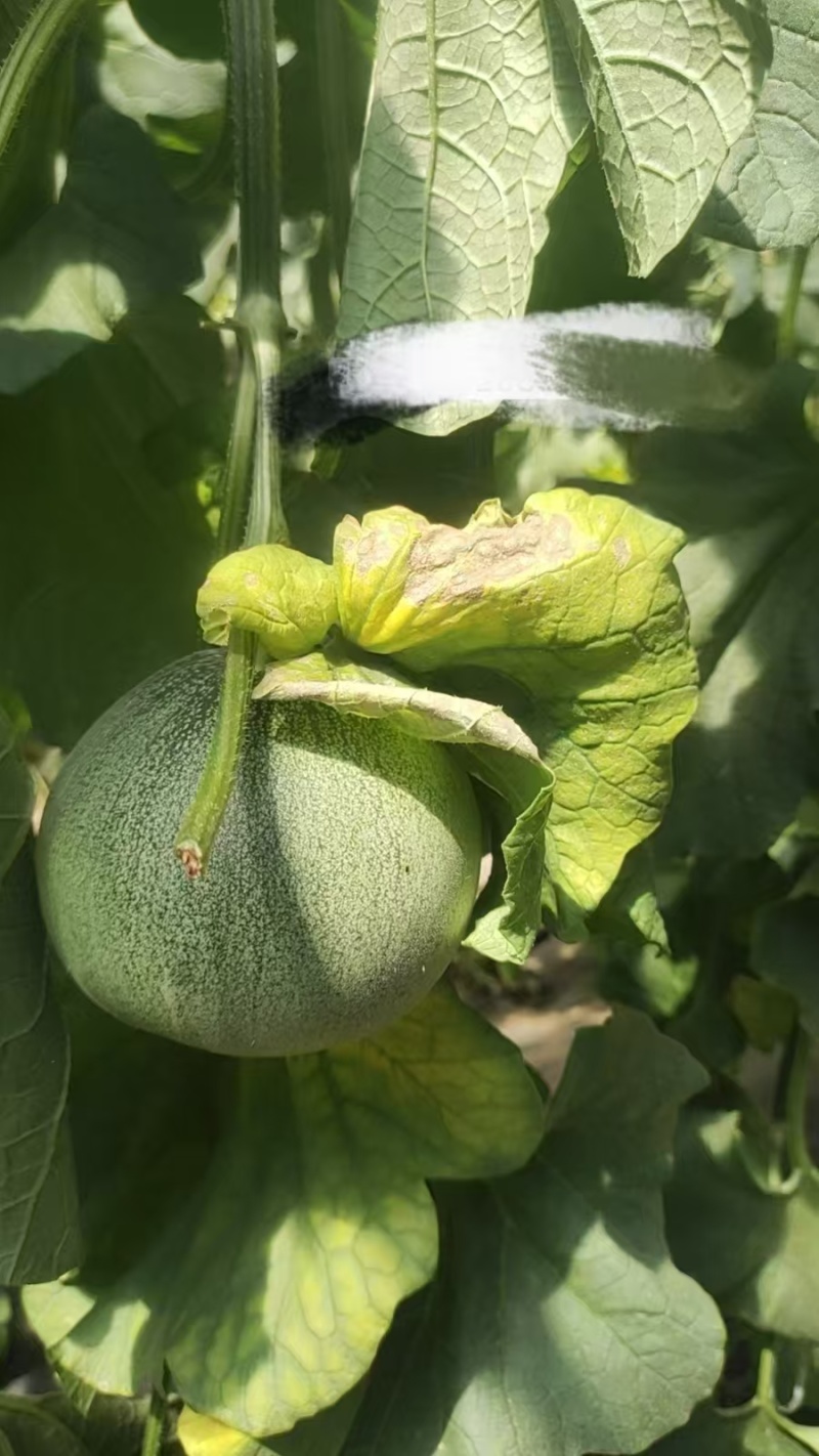 头茬绿宝甜瓜/莘县甜瓜/大量上市/电商~批发~团购~商超