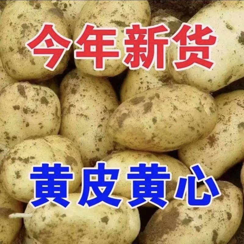 四川土豆马上大量上市