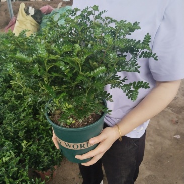 260型超大盆清香木电商福音供应