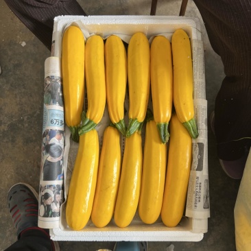 青黄节瓜