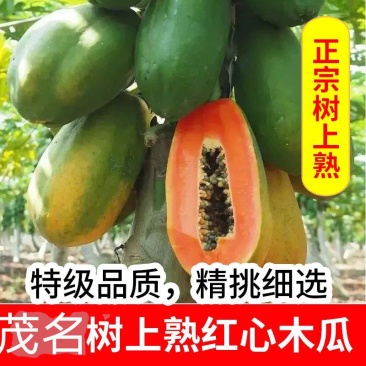 优品[红心冰糖木瓜]产地直采，大量对接电商，市场，商超