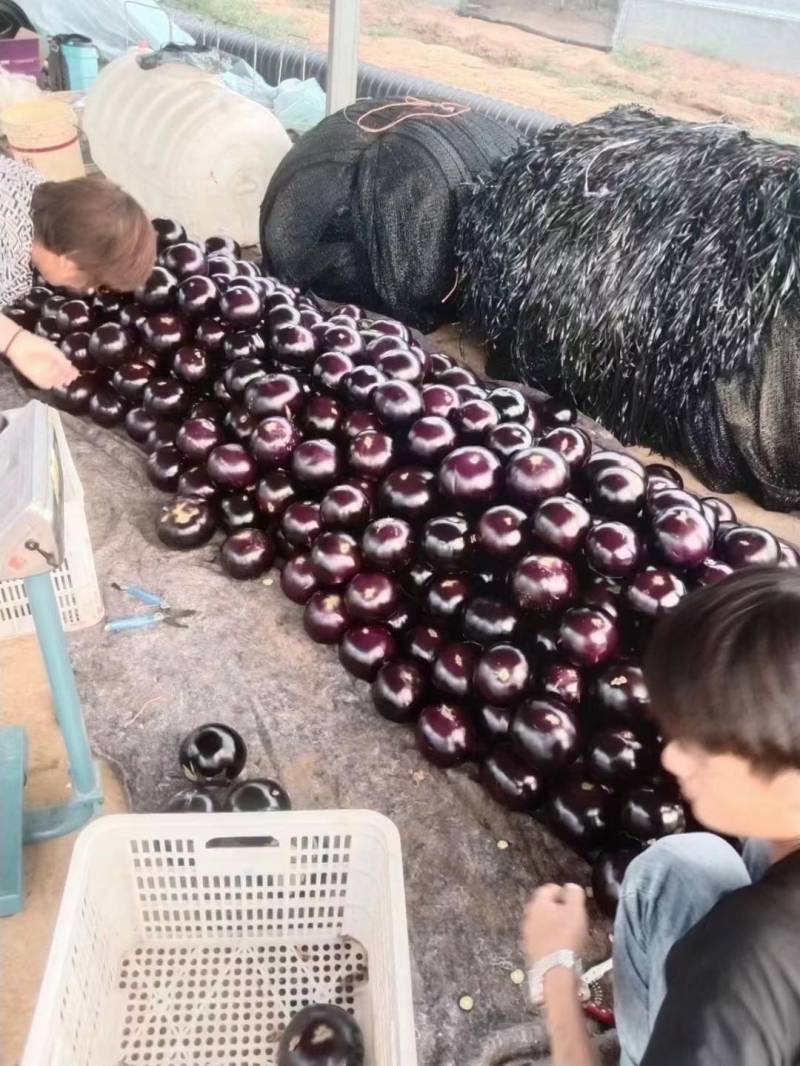 圆茄聊城黑亮紫光圆茄万亩果蔬产区代收代发一手货源