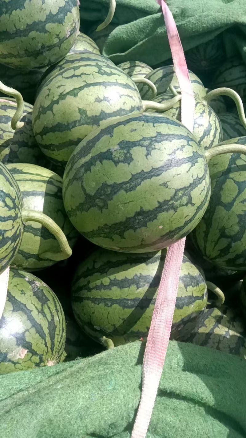 小糖丸大量上市价格优惠品质保证可视频看货