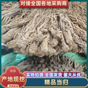 精品当归规格齐全量大从优质量保证欢迎咨询