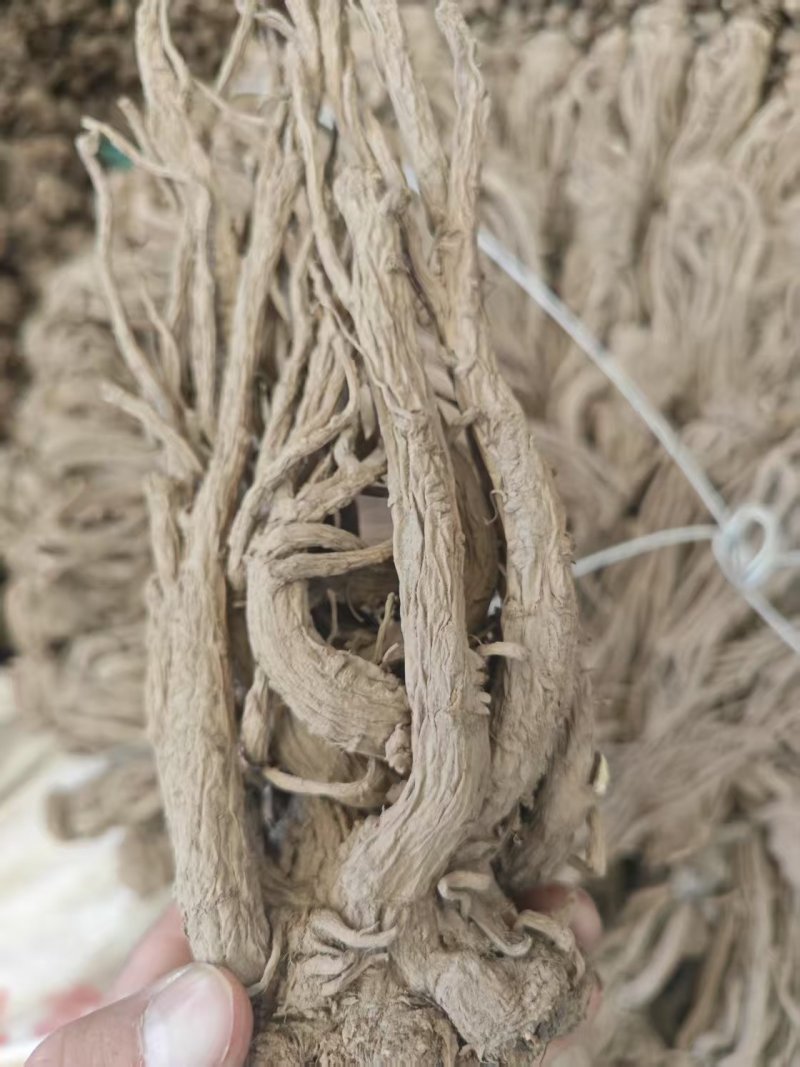 精品当归规格齐全量大从优质量保证欢迎咨询