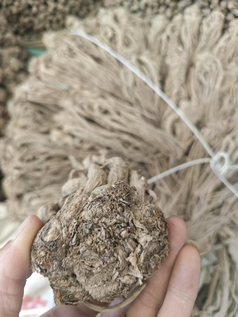 精品当归规格齐全量大从优质量保证欢迎咨询