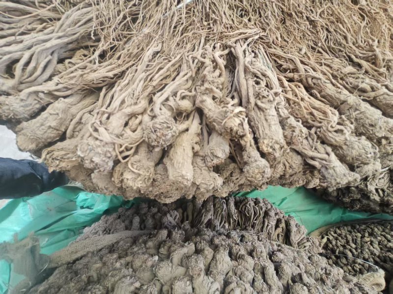 精品当归规格齐全量大从优质量保证欢迎咨询