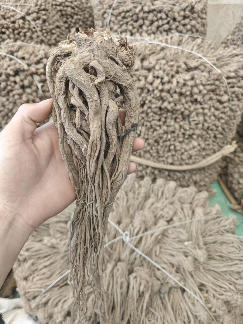 精品当归规格齐全量大从优质量保证欢迎咨询