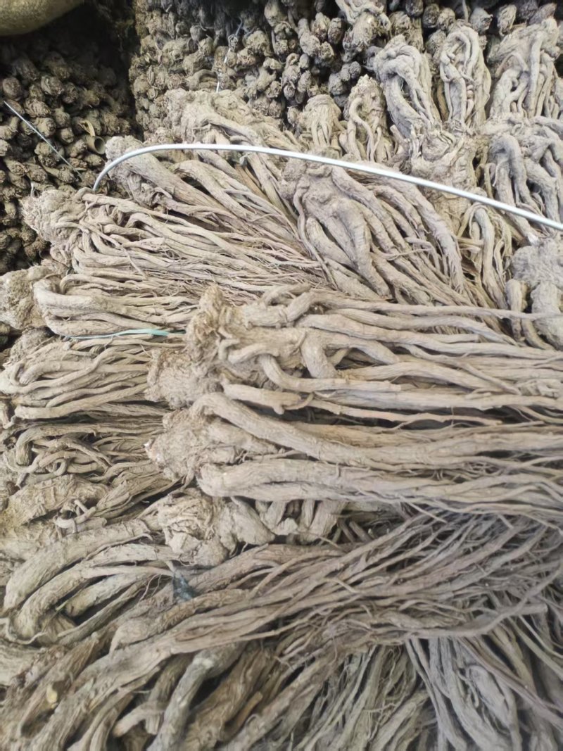 精品当归规格齐全量大从优质量保证欢迎咨询