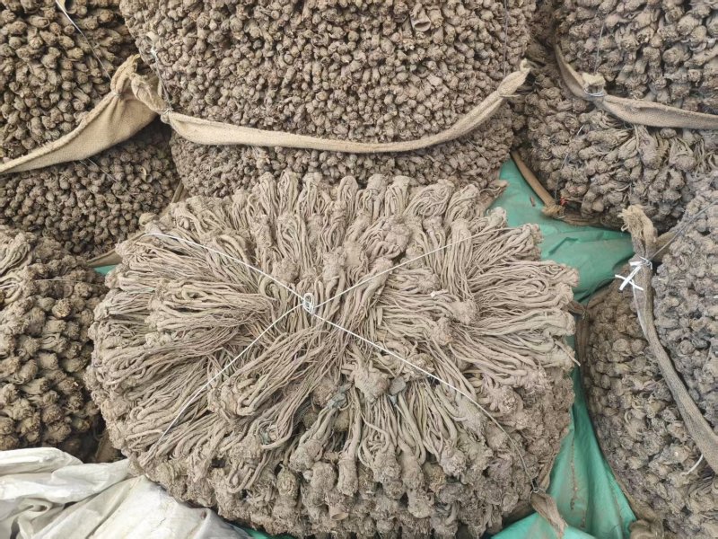 精品当归规格齐全量大从优质量保证欢迎咨询