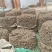 精品当归规格齐全量大从优质量保证欢迎咨询