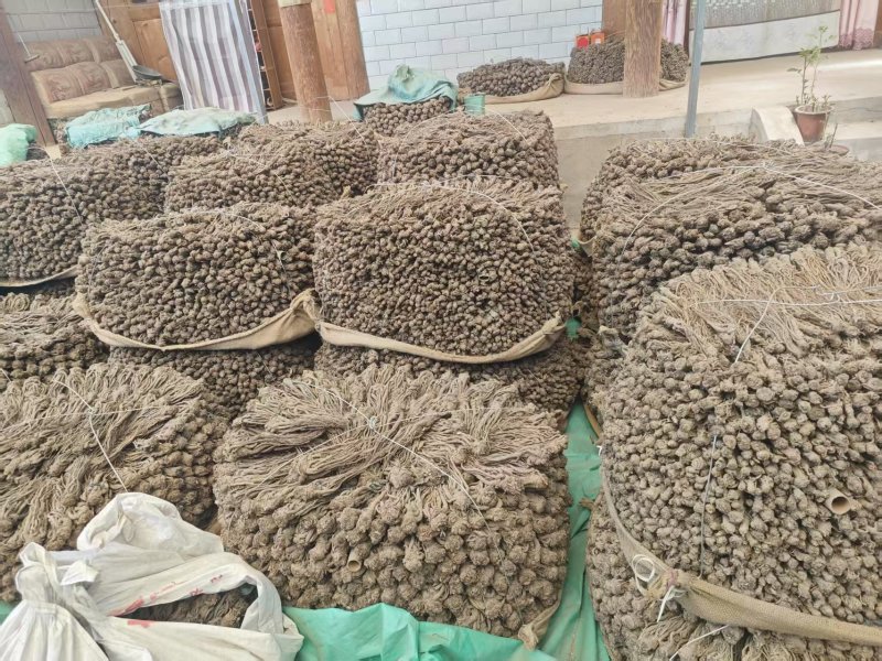精品当归规格齐全量大从优质量保证欢迎咨询