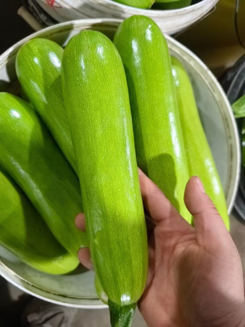 绿皮西葫芦聊城西葫芦一手货源商超电商配货代发代加工