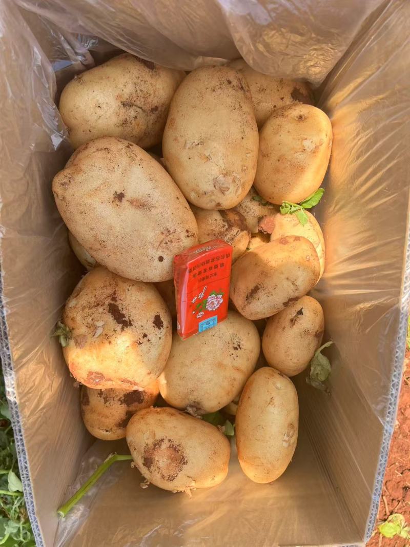 土豆丽薯