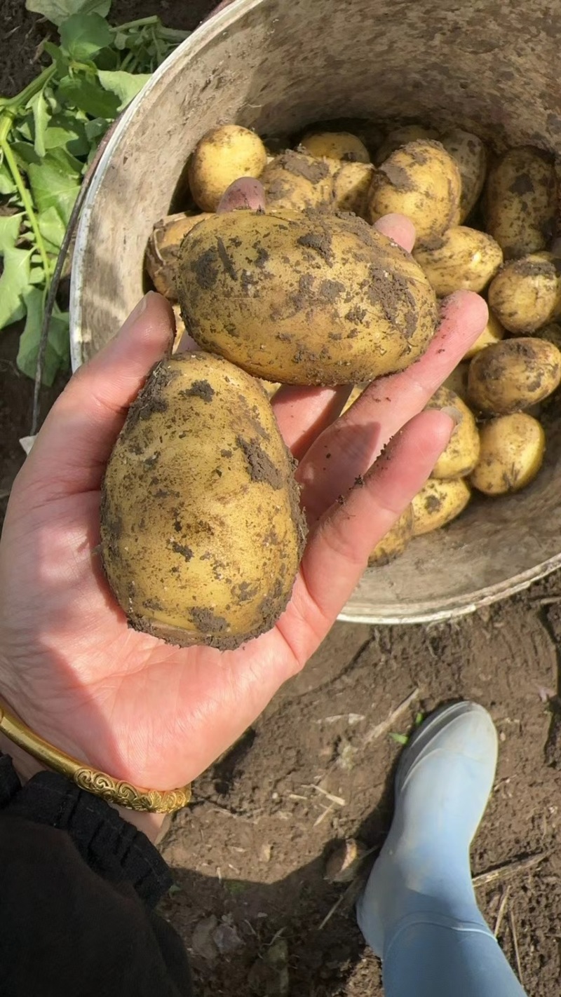 自家种植的黄心土豆现货现挖保证新鲜土豆产量大