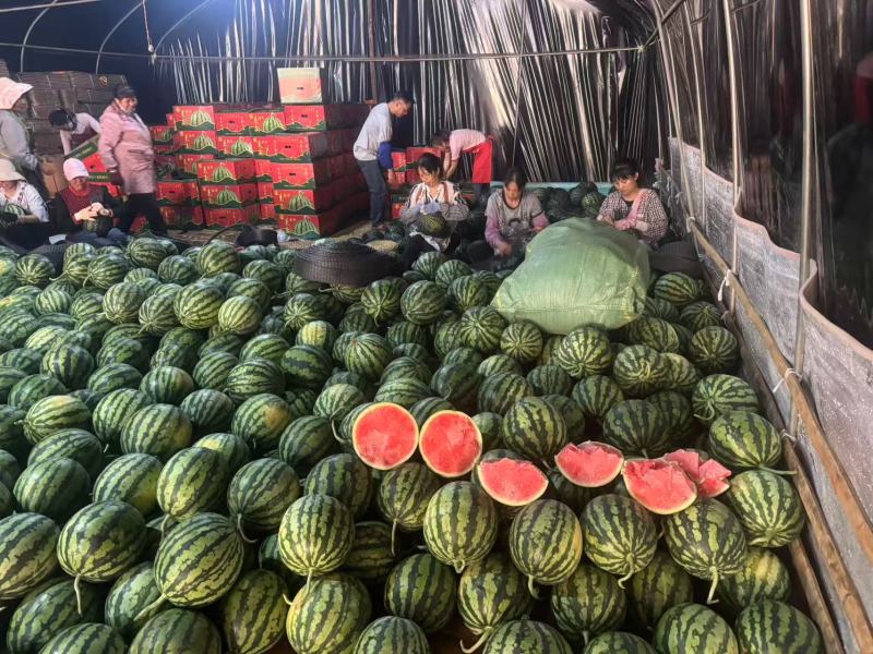 夏邑西瓜美都8424麒麟大量上市中价格规格可协商