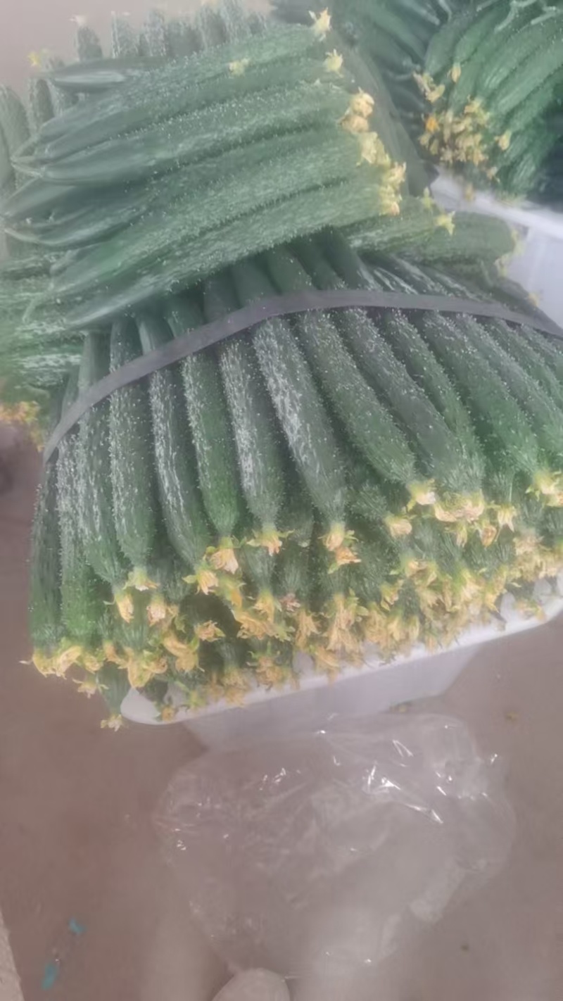 河南黄瓜，规模种植，价格低。视频看货，线上保障交易