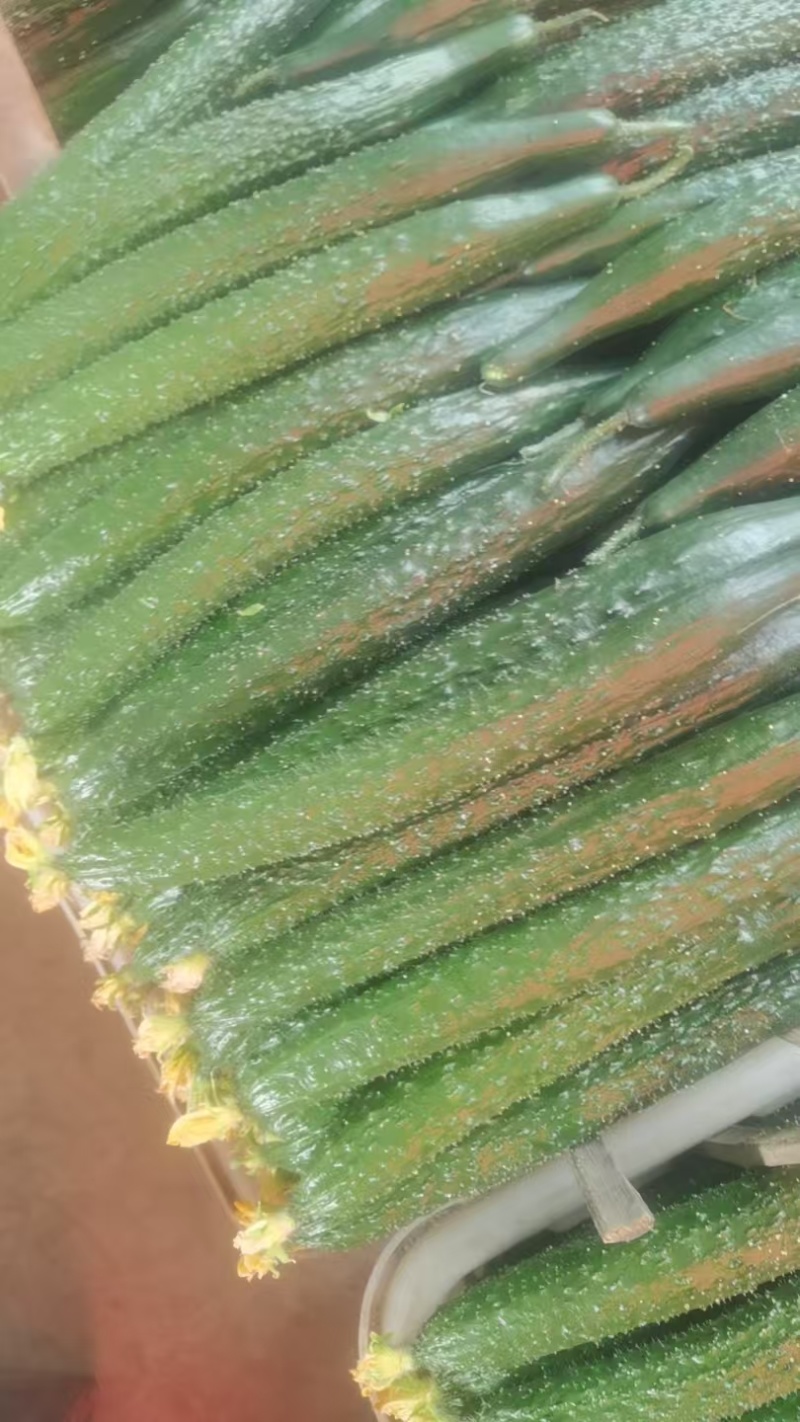 河南黄瓜，规模种植，价格低。视频看货，线上保障交易