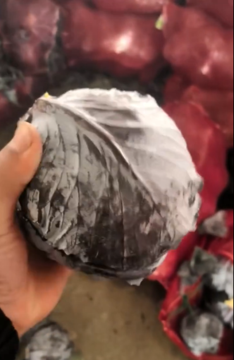 河北邯郸紫甘蓝，支持视频看货，可发往全国市场