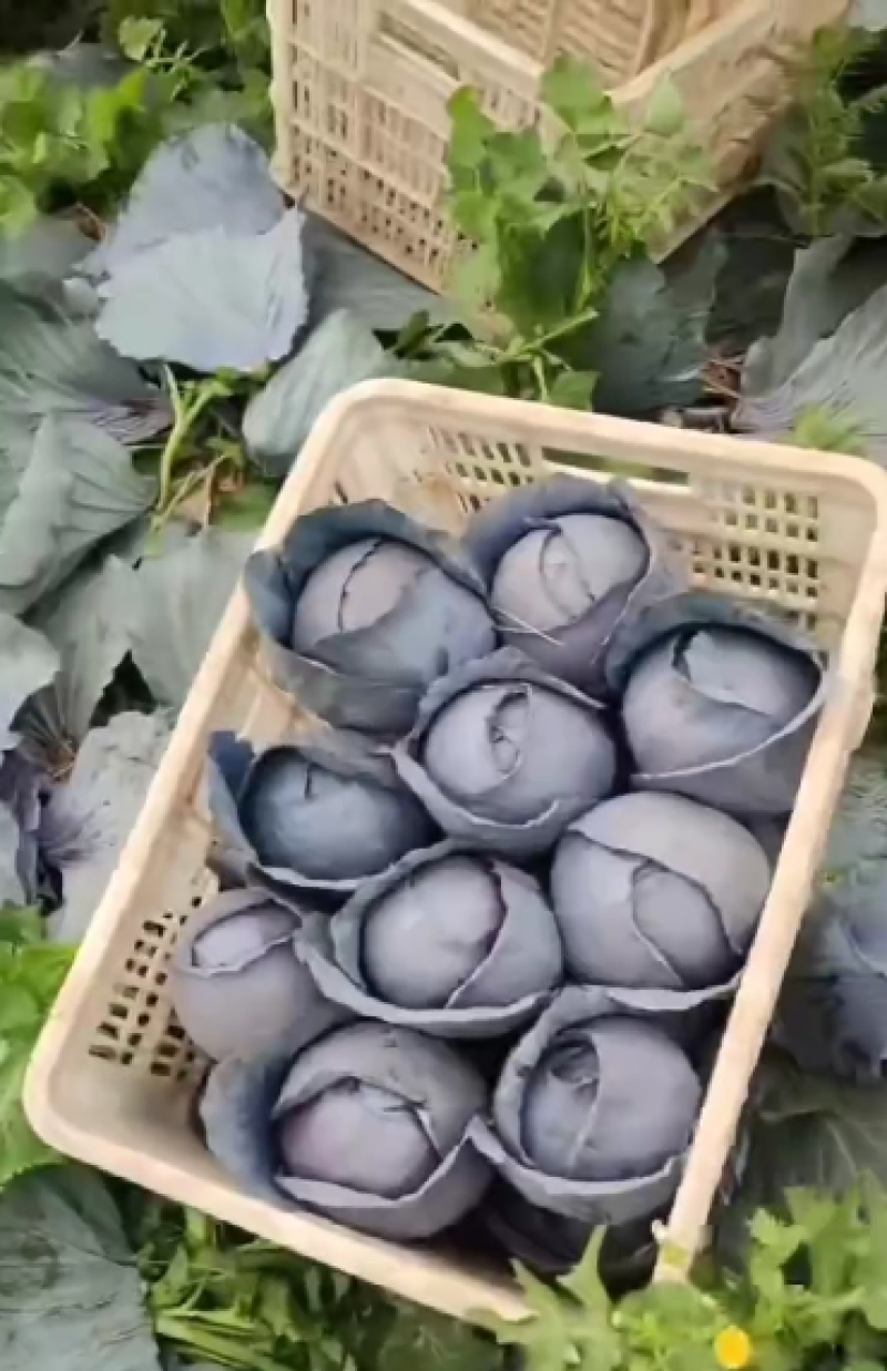 河北邯郸紫甘蓝，支持视频看货，可发往全国市场