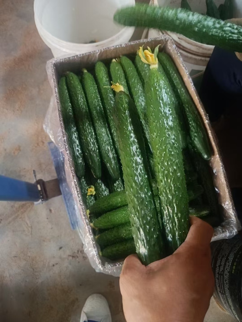 河南黄瓜，规模种植，价格低。视频看货，线上保障交易