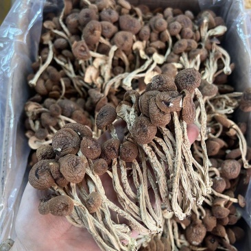 优质茶树菇正品保障一手货源批发