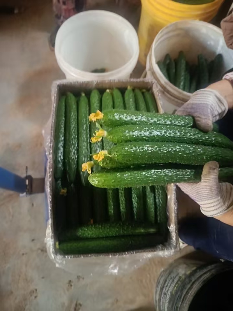 河南黄瓜，规模种植，价格低，视频看货，线上保障交易
