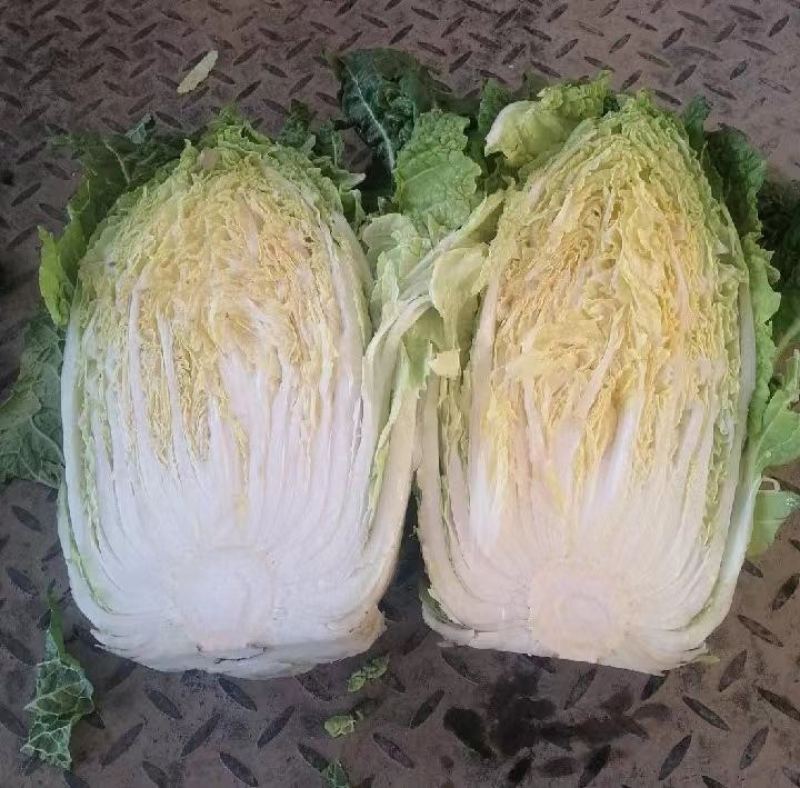 精品白菜黄心白菜对接电商市场商超一手货源可视频