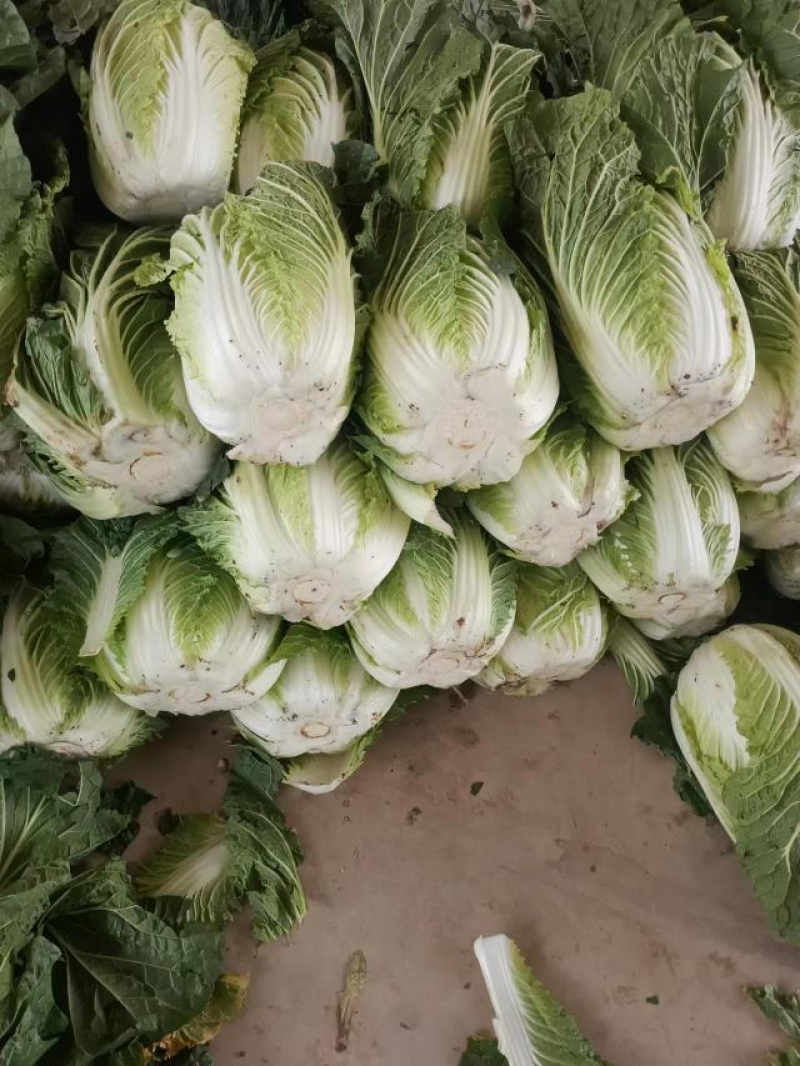 精品白菜黄心白菜对接电商市场商超一手货源可视频