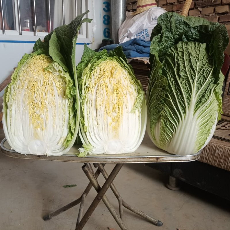 精品白菜黄心白菜对接电商市场商超一手货源可视频