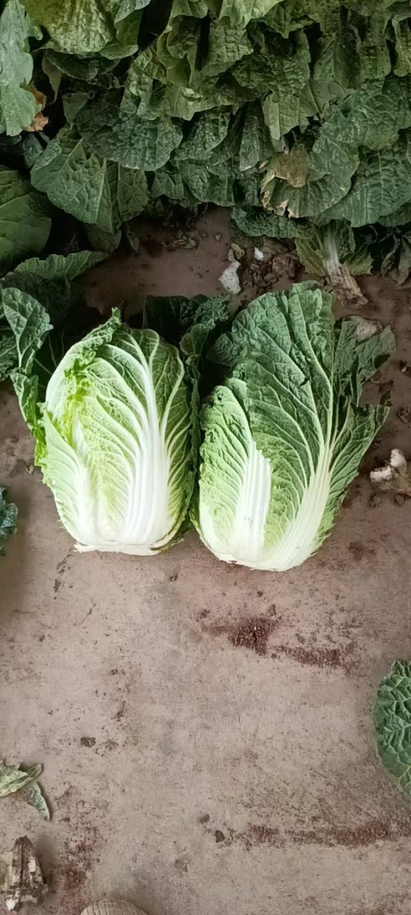 精品白菜黄心白菜对接电商市场商超一手货源可视频