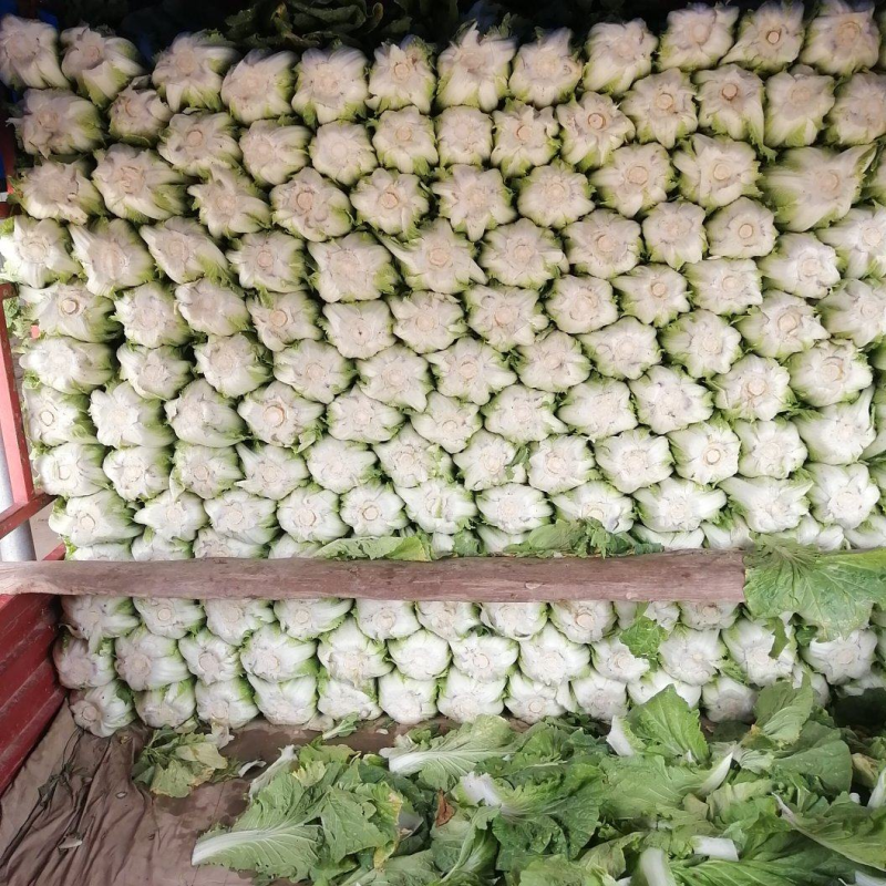 精品白菜黄心白菜对接电商市场商超一手货源可视频
