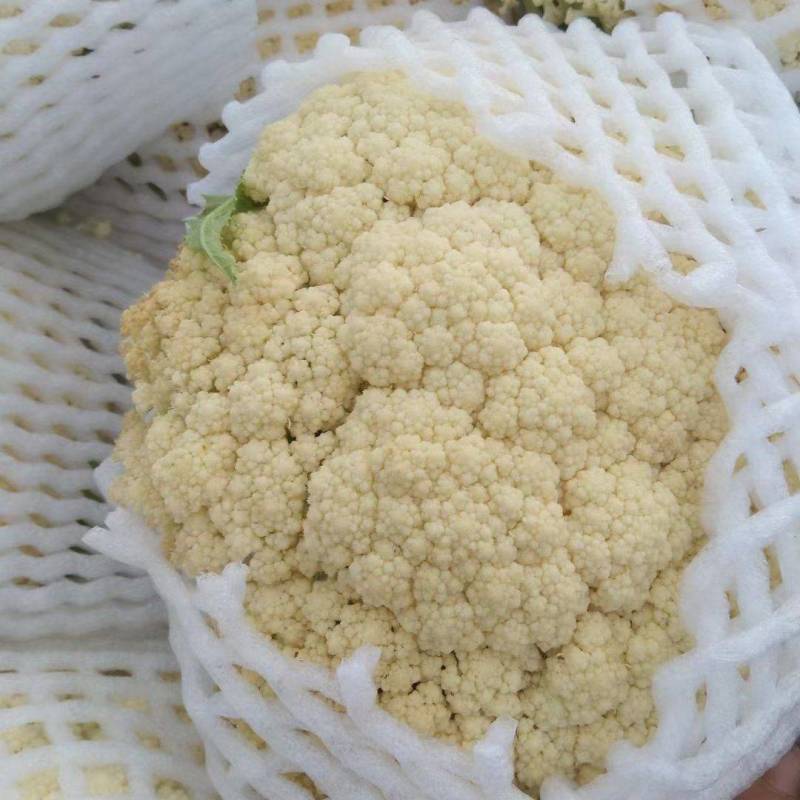 甘肃临洮白面青埂松花菜小米粒松花菜一手价格可视频