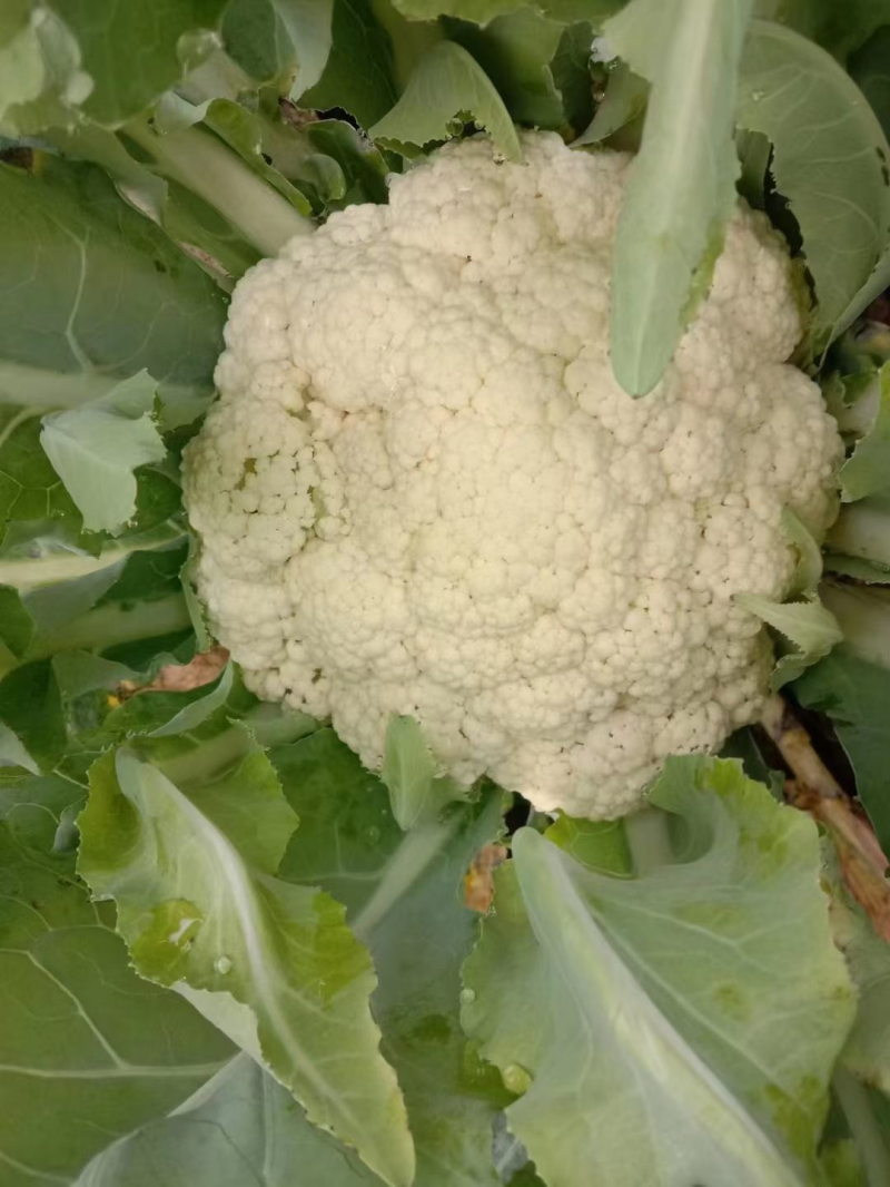 甘肃临洮白面青埂松花菜小米粒松花菜一手价格可视频