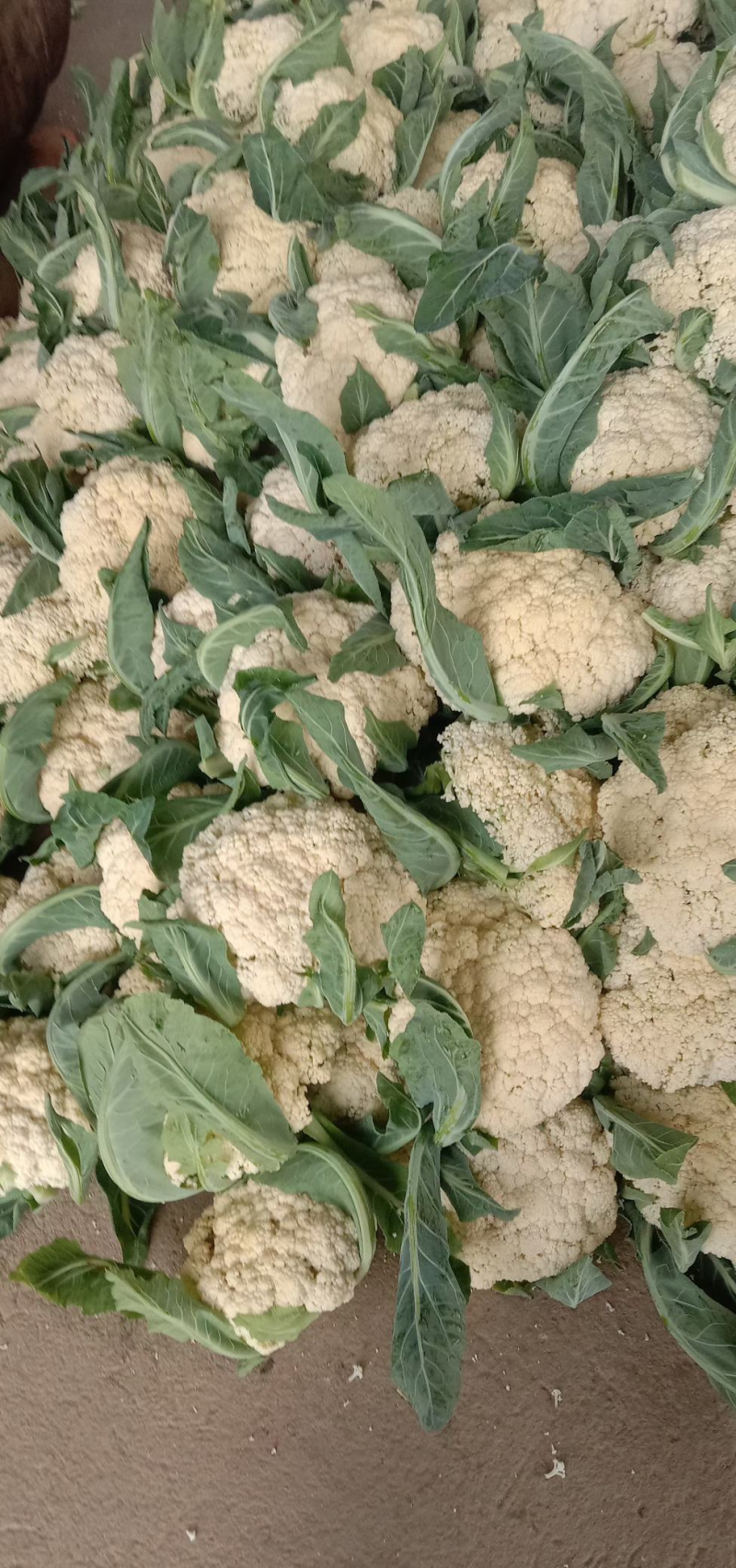 甘肃临洮白面青埂松花菜小米粒松花菜一手价格可视频