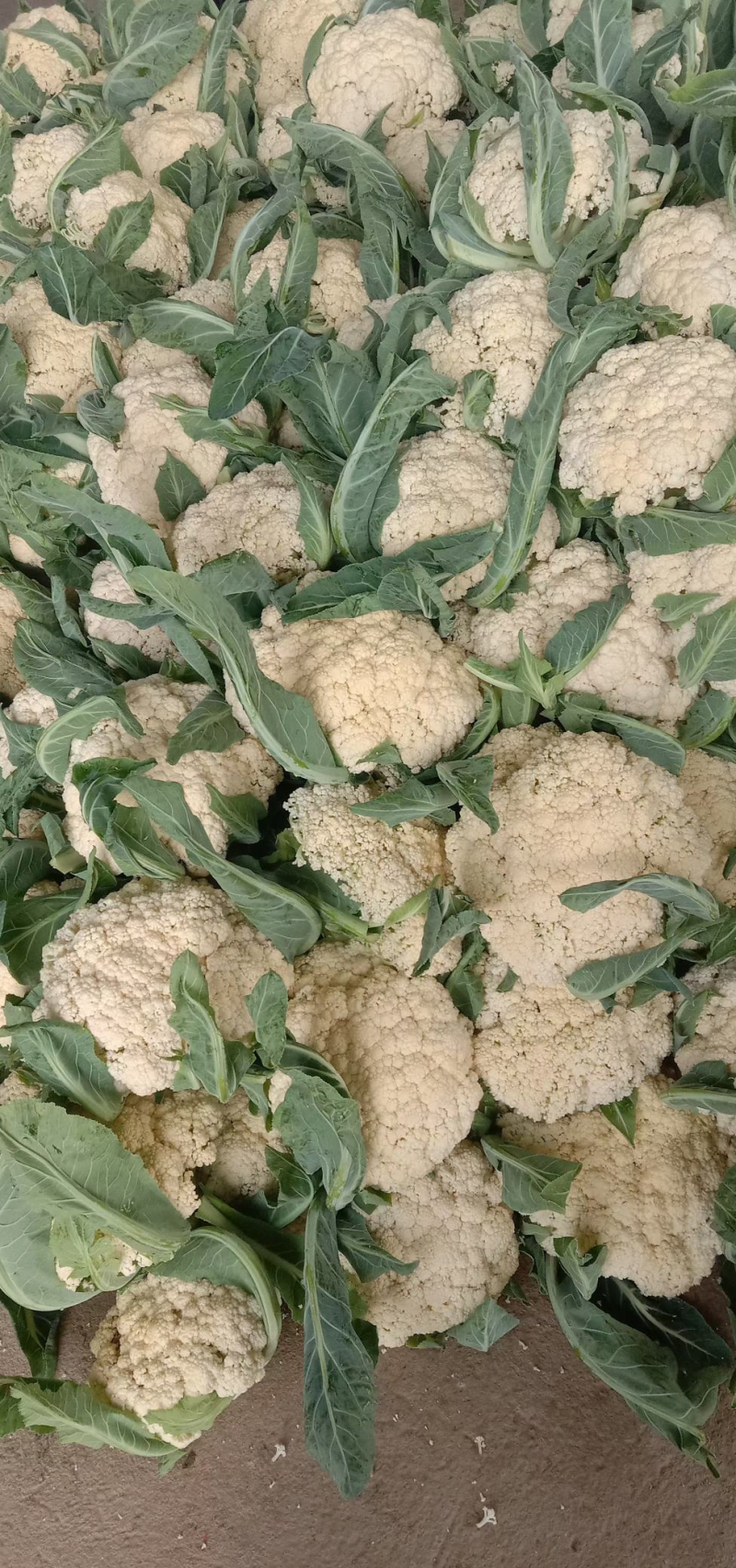 甘肃临洮白面青埂松花菜小米粒松花菜一手价格可视频