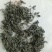 四川宜宾炒青茶